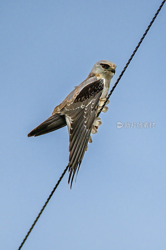 小黑肩鸢(Elanus axillaris)